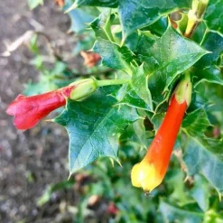 Desfontainia Spinosa -Future Forests Desfontainia spinosa 02