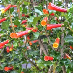 Desfontainia Spinosa -Future Forests Desfontainia spinosa 03