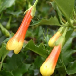 Desfontainia Spinosa -Future Forests Desfontainia spinosa 06