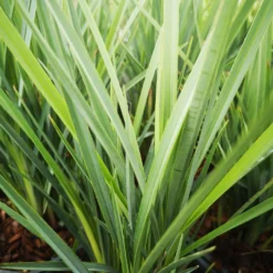 Dianella Revoluta Coolvista 5 Dianella Revoluta Coolvista -Future Forests Dianellacoolvista scaled