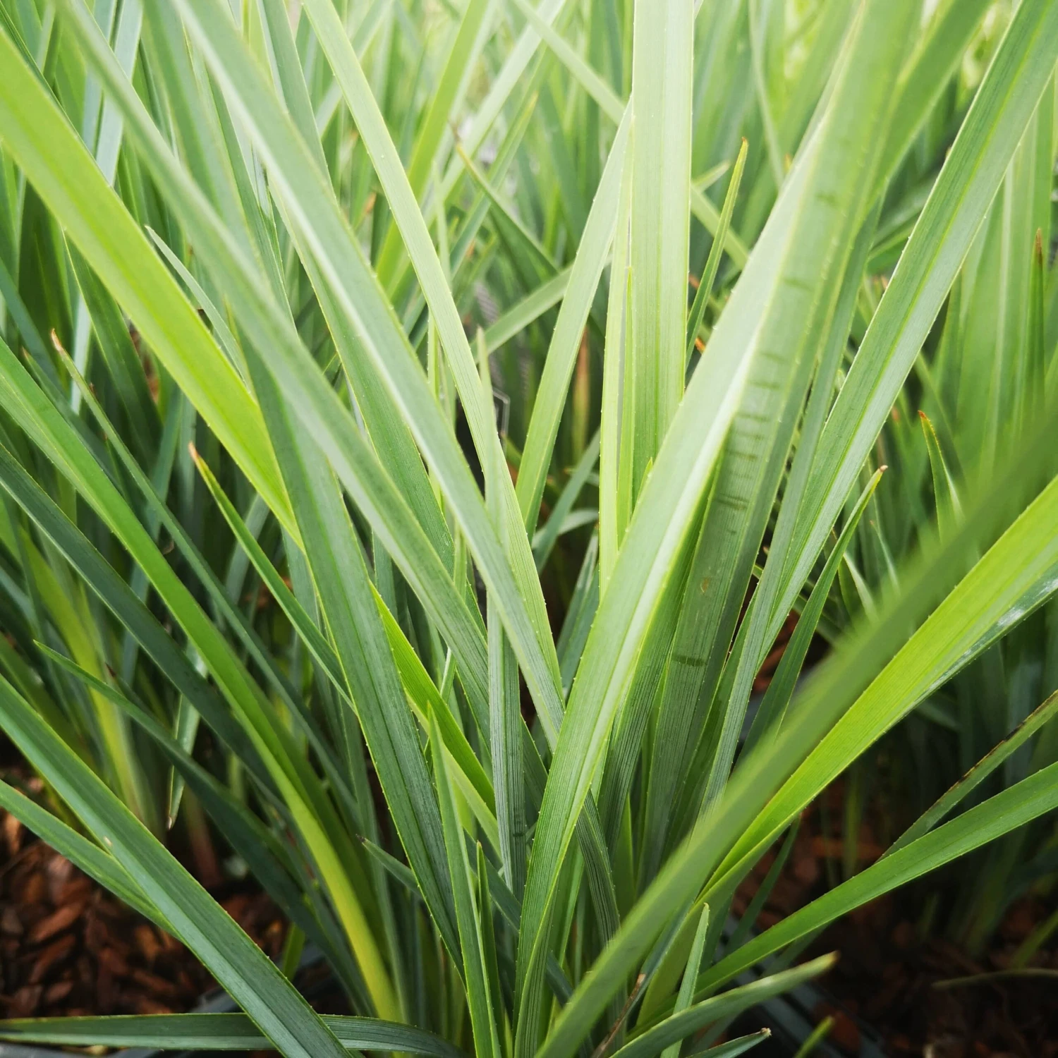 Dianella Revoluta Coolvista 3 Dianella Revoluta Coolvista - Image 3