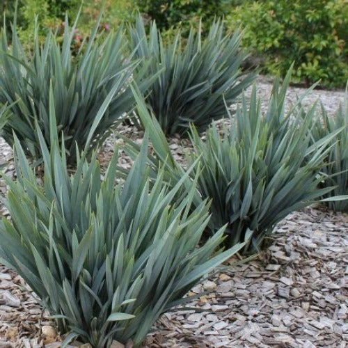 Dianella Revoluta Blue Stream 1 Dianella Revoluta Blue Stream