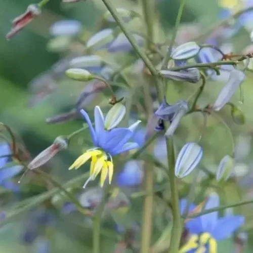 Dianella Revoluta Coolvista 1 Dianella Revoluta Coolvista