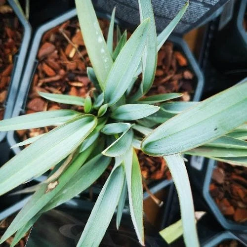 Dianella Revoluta Blue Stream 2 Dianella Revoluta Blue Stream - Image 2