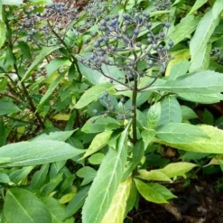 Dichroa Febrifuga -Future Forests Dichroa febrifuga 4