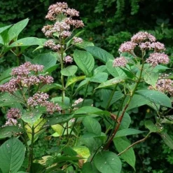 Dichroa Febrifuga -Future Forests Dichroa febrifuga 5