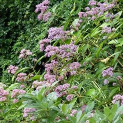 Dichroa Febrifuga -Future Forests Dichroa febrifuga 6