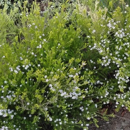 Diosma Ericoides Sunset Gold 2 Diosma Ericoides Sunset Gold - Image 2