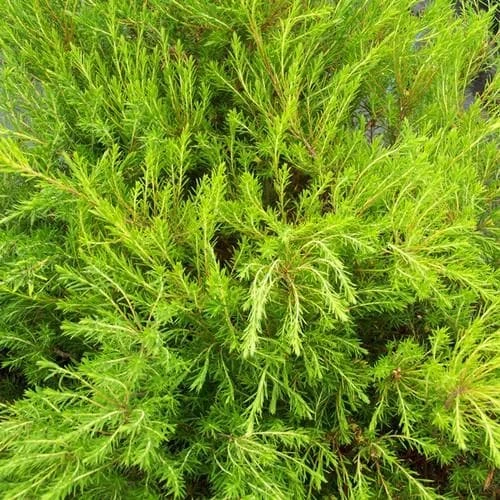 Diosma Ericoides Sunset Gold 1 Diosma Ericoides Sunset Gold