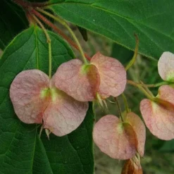 Dipelta Yunnanensis -Future Forests Dipelta yunnanensis 02