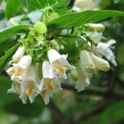 Dipelta Yunnanensis -Future Forests Dipelta yunnanensis 03