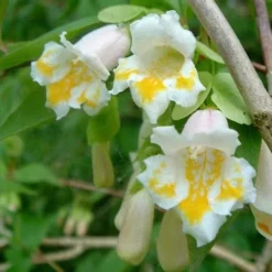 Dipelta Yunnanensis -Future Forests Dipelta yunnanensis 04