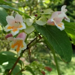 Dipelta Yunnanensis -Future Forests Dipelta yunnanensis 05