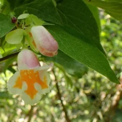 Dipelta Yunnanensis -Future Forests Dipelta yunnanensis 06