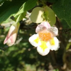 Dipelta Yunnanensis -Future Forests Dipelta yunnanensis 07