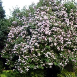 Dipelta Yunnanensis -Future Forests Dipelta yunnanensis 08