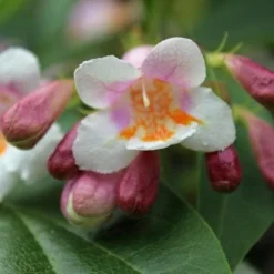 Dipelta Floribunda 5 Dipelta Floribunda -Future Forests Dipelta floribunda