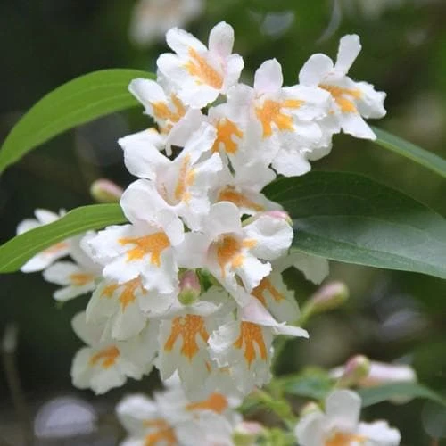 Dipelta Floribunda 1 Dipelta Floribunda