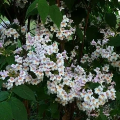 Dipelta Floribunda 4 Dipelta Floribunda -Future Forests Dipelta floribunda 3