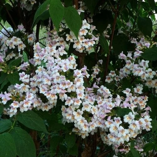 Dipelta Floribunda 2 Dipelta Floribunda - Image 2