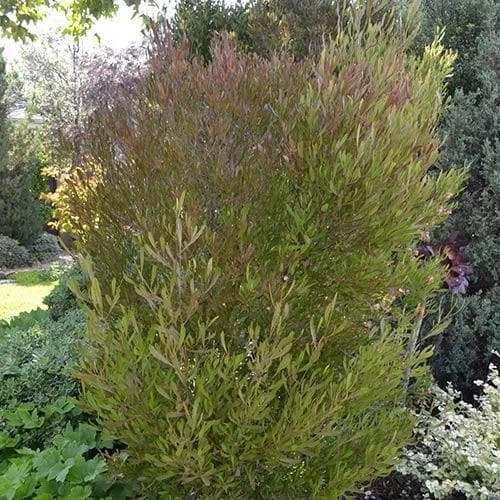 Dodonaea Viscosa Purpurea 2 Dodonaea Viscosa Purpurea - Image 2