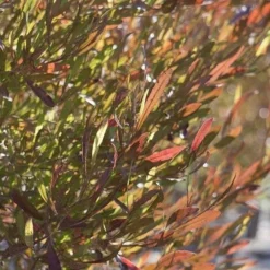 Dodonaea Viscosa Purpurea 5 Dodonaea Viscosa Purpurea -Future Forests Dodonaea viscosa Purpurea 04