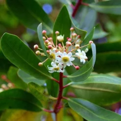 Drimys Aromatica -Future Forests Drimys aromatica 03