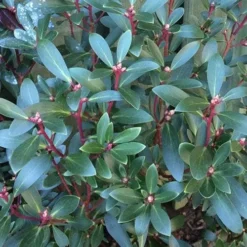 Drimys Aromatica -Future Forests Drimys aromatica 04