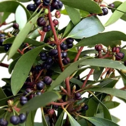 Drimys Aromatica -Future Forests Drimys aromatica 06