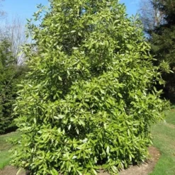 Drimys Winteri -Future Forests Drimys winteri