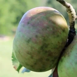 Apple Dunkerton Late Sweet -Future Forests Dunkerton Sweet 03