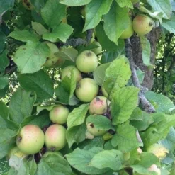 Apple Dunkerton Late Sweet -Future Forests Dunkerton Sweet 05