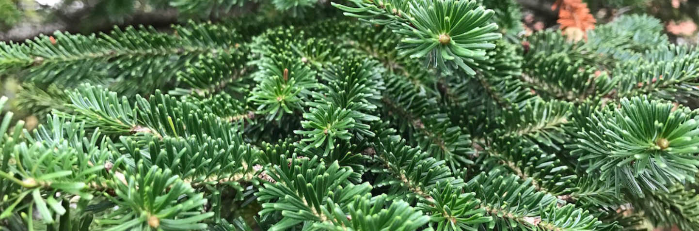 Future Forests -Future Forests ERTT