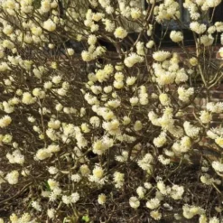 Edgeworthia Chrysantha Grandiflora 5 Edgeworthia Chrysantha Grandiflora -Future Forests Edgworthia chrysantha Grandiflora