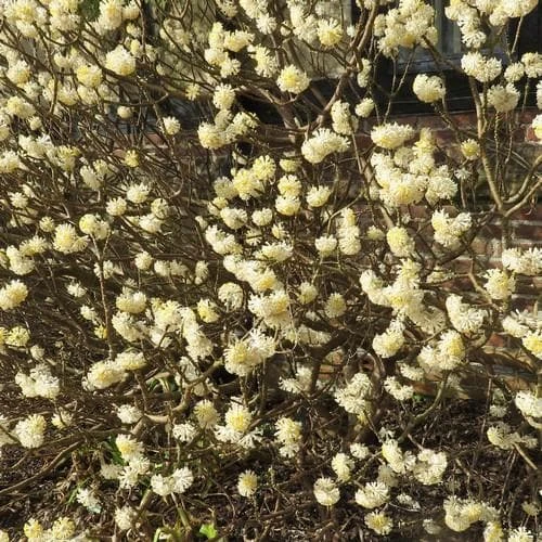 Edgeworthia Chrysantha Grandiflora 3 Edgeworthia Chrysantha Grandiflora - Image 3