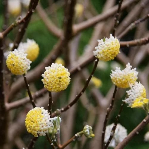 Edgeworthia Chrysantha Grandiflora 1 Edgeworthia Chrysantha Grandiflora