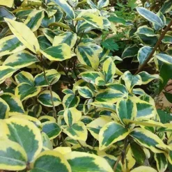 Elaeagnus Pungens Goldrim -Future Forests Elaeagnus pungens Goldrim 03