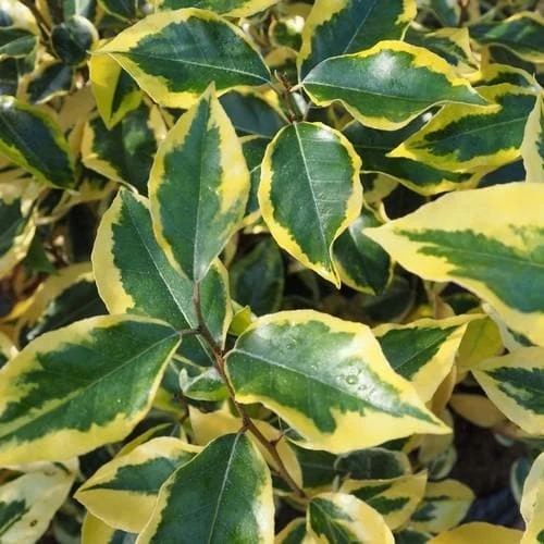 Elaeagnus X Ebbingei Gilt Edge 1 Elaeagnus X Ebbingei Gilt Edge