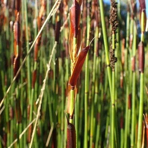 Elegia Elephantina - Large Cape Rush 1 Elegia Elephantina - Large Cape Rush