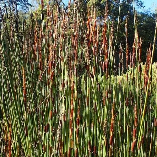Elegia Elephantina - Large Cape Rush 2 Elegia Elephantina - Large Cape Rush - Image 2