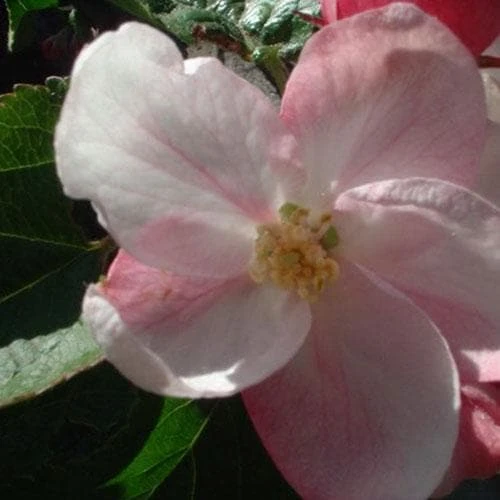 Apple Ellison's Orange 2 Apple Ellison's Orange - Image 2