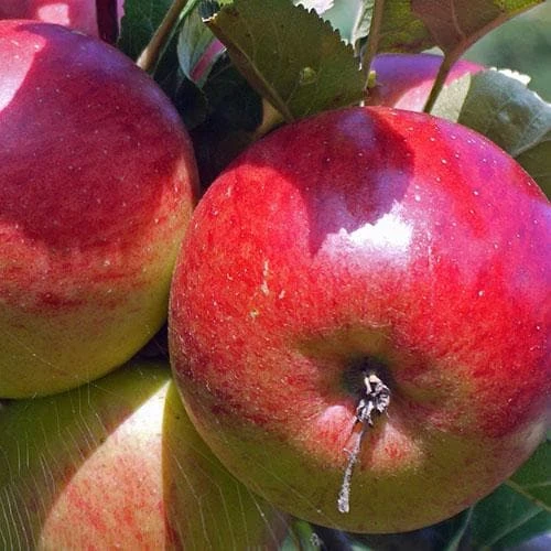 Apple Ellison's Orange 3 Apple Ellison's Orange - Image 3