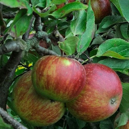 Apple Ellison's Orange 1 Apple Ellison's Orange