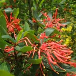 Embothrium Coccineum - Chilean Flame Tree -Future Forests Embothrium coccineum 03
