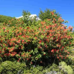Embothrium Coccineum - Chilean Flame Tree -Future Forests Embothrium coccineum 04