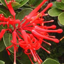 Embothrium Coccineum - Chilean Flame Tree -Future Forests Embothrium coccineum 06