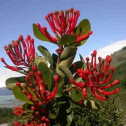 Embothrium Coccineum - Chilean Flame Tree -Future Forests Embothrium coccineum 08