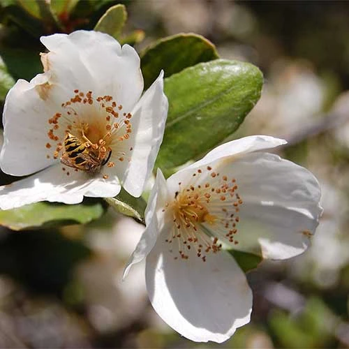 Eucryphia Cordifolia 1 Eucryphia Cordifolia