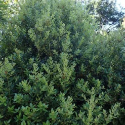 Eucryphia Cordifolia 12 Eucryphia Cordifolia -Future Forests Eucryphia cordifolia 03