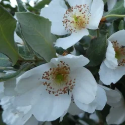 Eucryphia Cordifolia 15 Eucryphia Cordifolia -Future Forests Eucryphia cordifolia 05